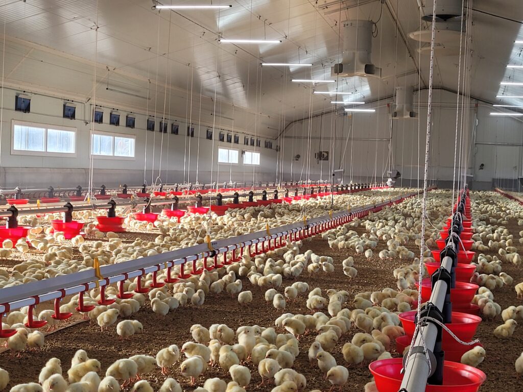 Breizh Brumisation installe des rampes d'abreuvement pou votre élevage