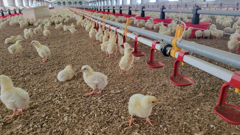 breizh brumisation installateur équipements d'élevage